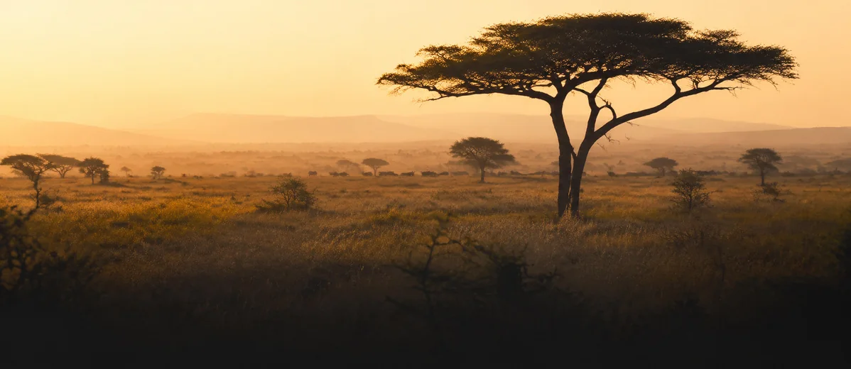 Africa — the savanna at first light