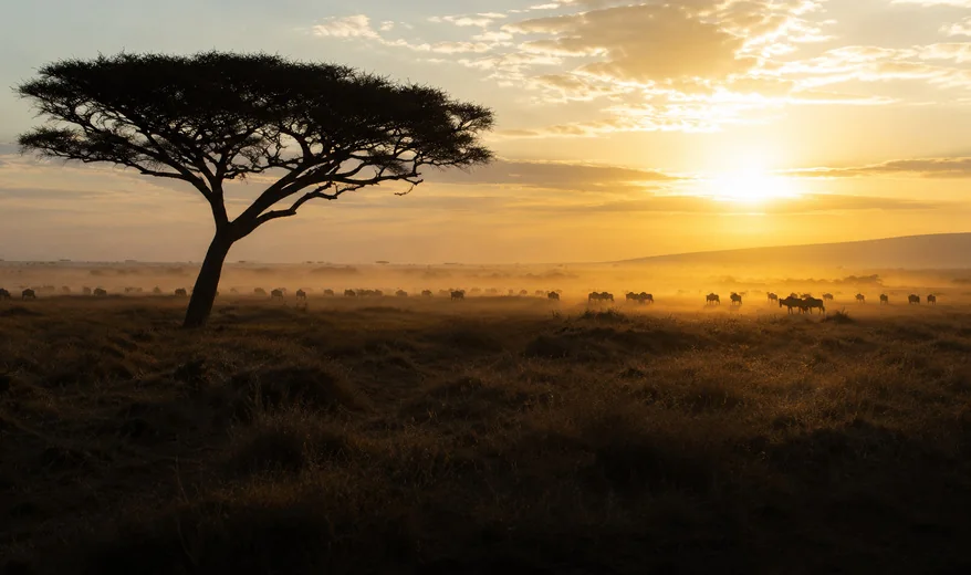 A vehicle on the Serengeti at dawn